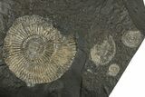 Fossil Ammonite Cluster - Posidonia Shale, Germany #350875-1